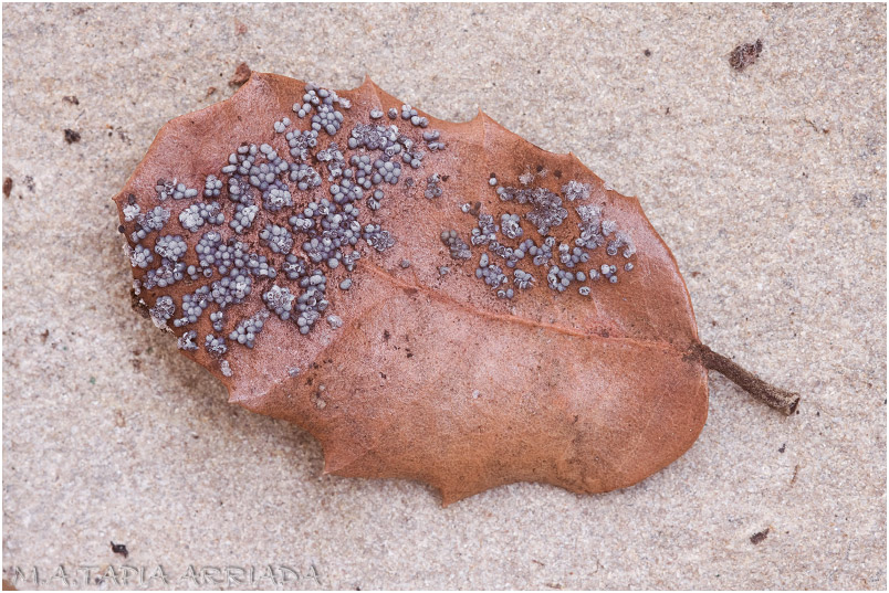Badhamia foliicola 1 Badhamia foliicola photo 1