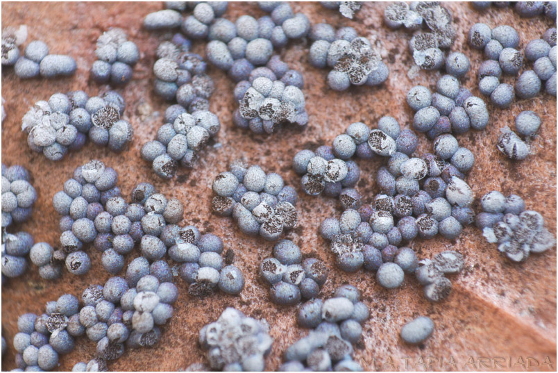 Badhamia foliicola 2 Badhamia foliicola photo 2