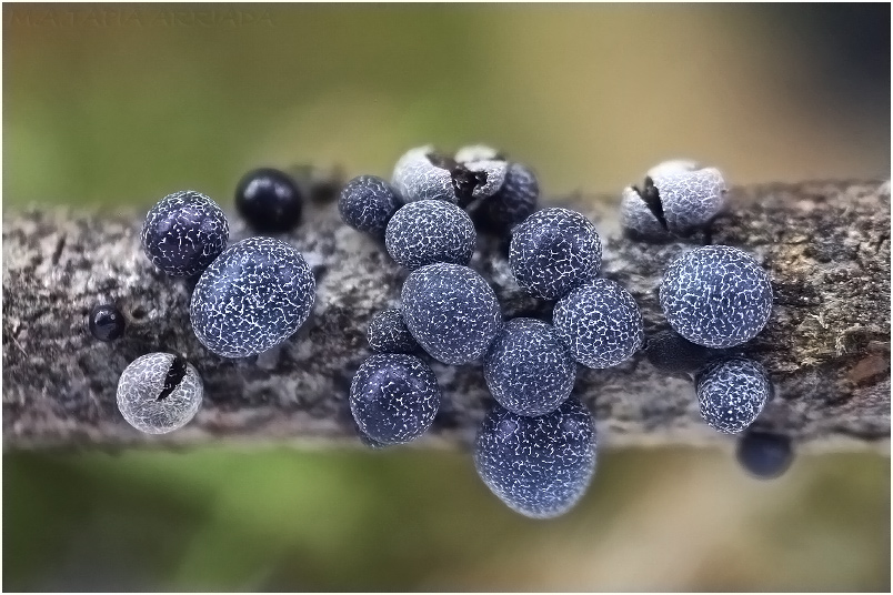 Badhamia foliicola 4 Badhamia foliicola photo 4