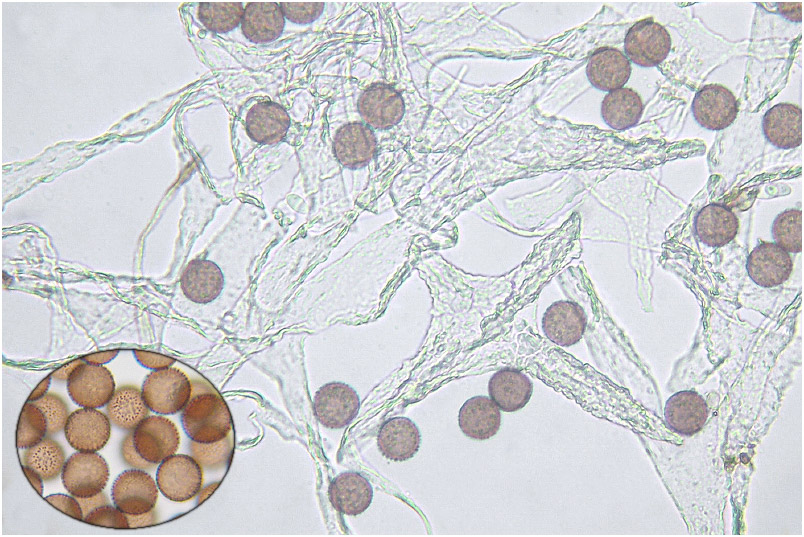 Badhamia foliicola 7 Badhamia foliicola photo 7