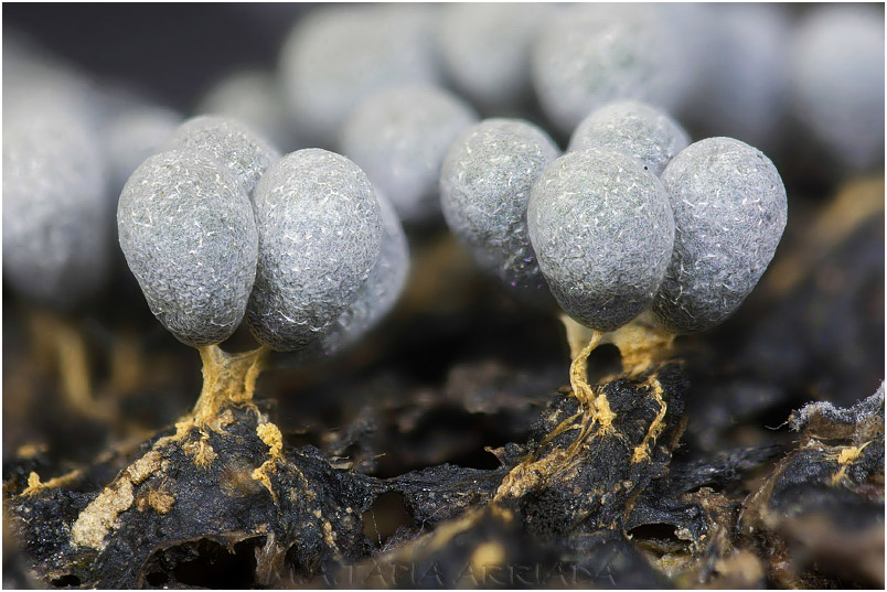 Badhamia utricularis photo 1