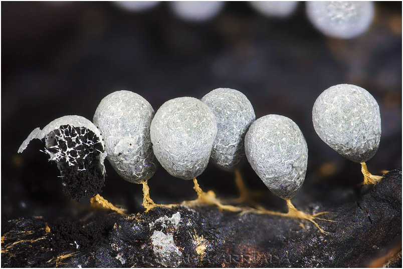 Badhamia utricularis photo 2