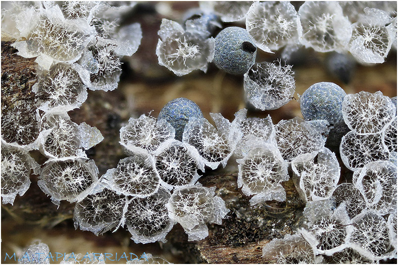Badhamia utricularis photo 3