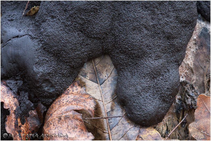 Brefeldia maxima photo 2