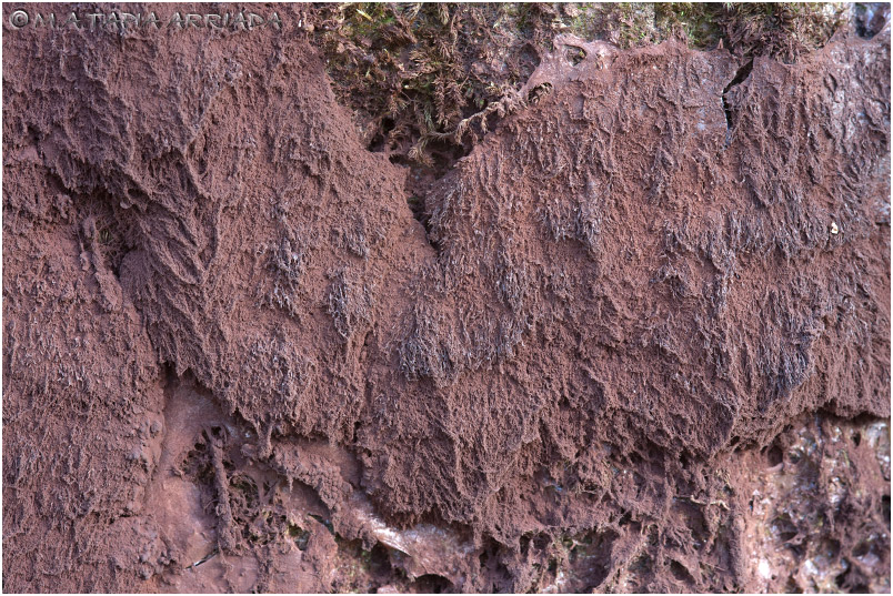 Brefeldia maxima photo 3
