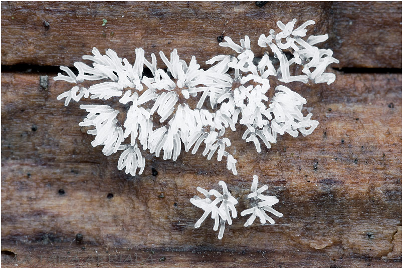 Ceratiomyxa fruticulosa 1 Ceratiomyxa fruticulosa picture 1