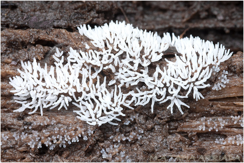 Ceratiomyxa fruticulosa 2 Ceratiomyxa fruticulosa picture 2