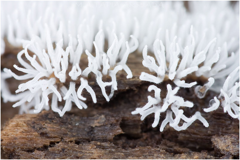 Ceratiomyxa fruticulosa 6 Ceratiomyxa fruticulosa picture 6