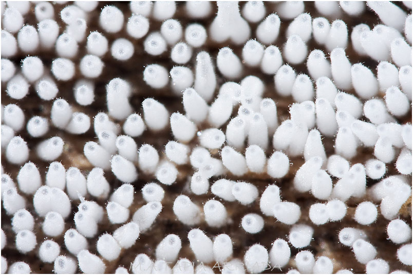 Ceratiomyxa fruticulosa 1