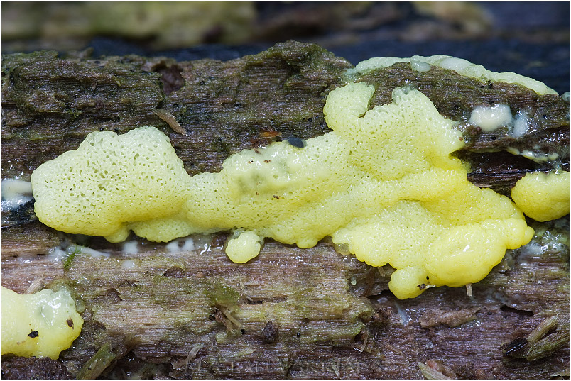 Ceratiomyxa porioides 1