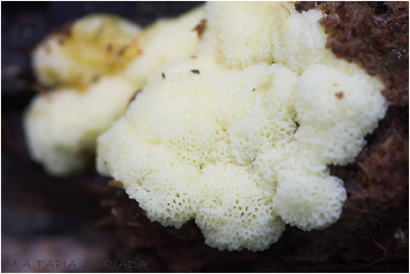 Ceratiomyxa porioides picture 3