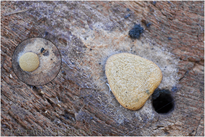 Dictydiaethalium plumbeum 1