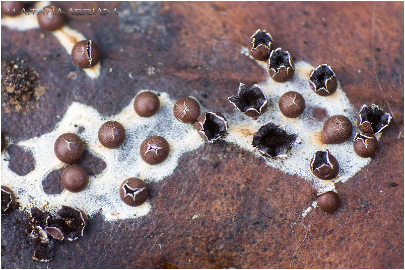 Diderma asteroides 1