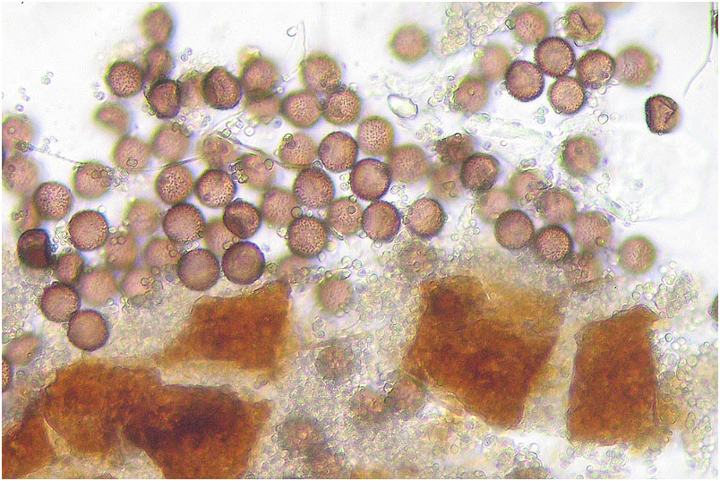 Diderma asteroides picture 4