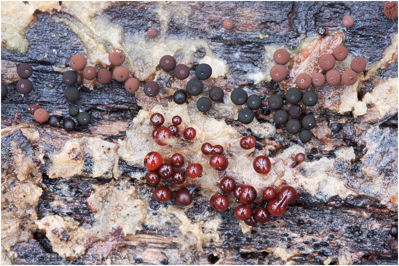 Enerthenema papillatum picture 2