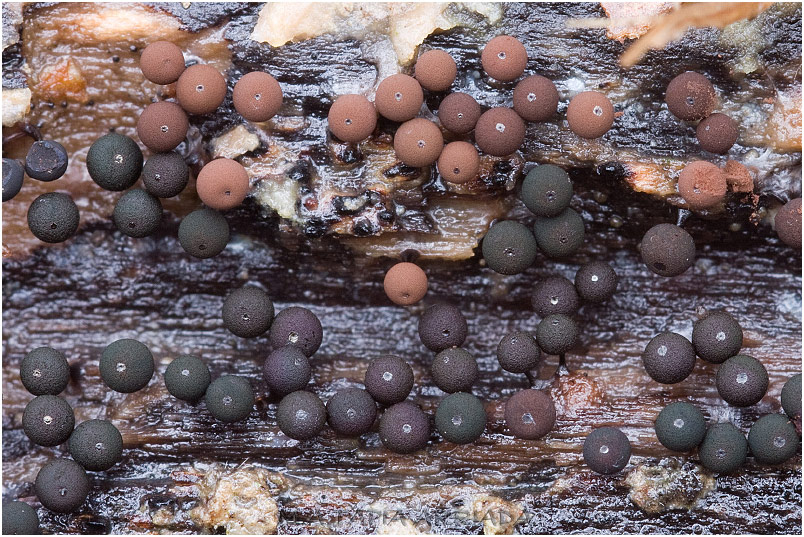 Enerthenema papillatum picture 3