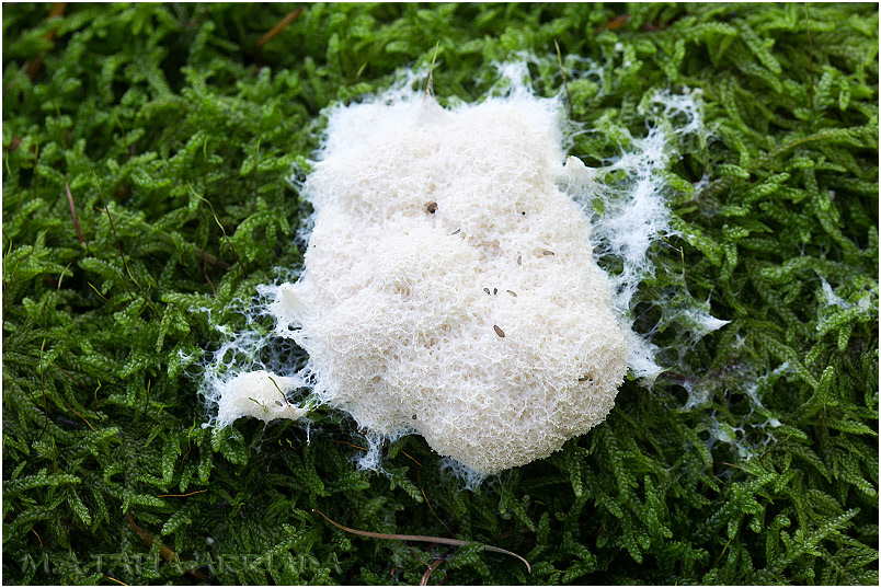 Fuligo candida photo 1