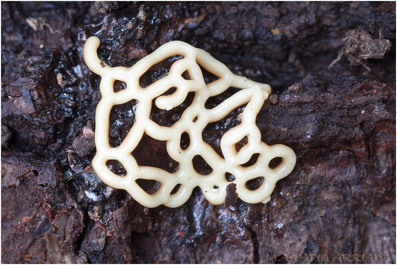 Hemitrichia serpula 2