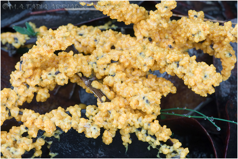 Leocarpus fragilis 1 Leocarpus fragilis photo 1