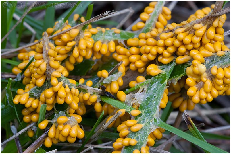 Leocarpus fragilis photo 2