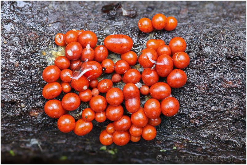 Leocarpus fragilis 6 Leocarpus fragilis photo 6