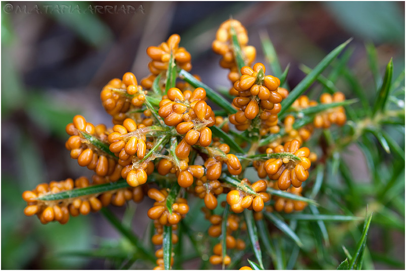 Leocarpus fragilis 1