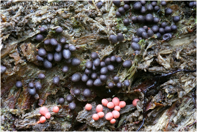 Lycogala conicum 3 Lycogala conicum photo 3