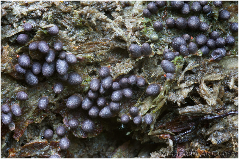 Lycogala conicum 4 Lycogala conicum photo 4