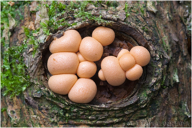 Lycogala epidendrum 1