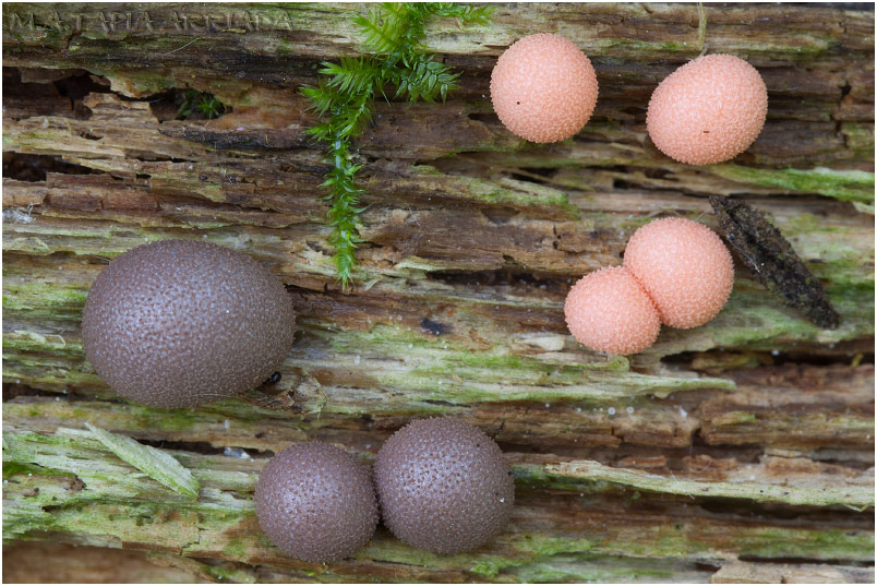 Lycogala epidendrum 2
