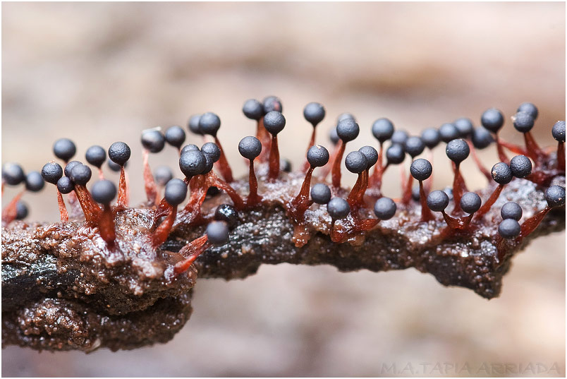 Metatrichia floriformis 1