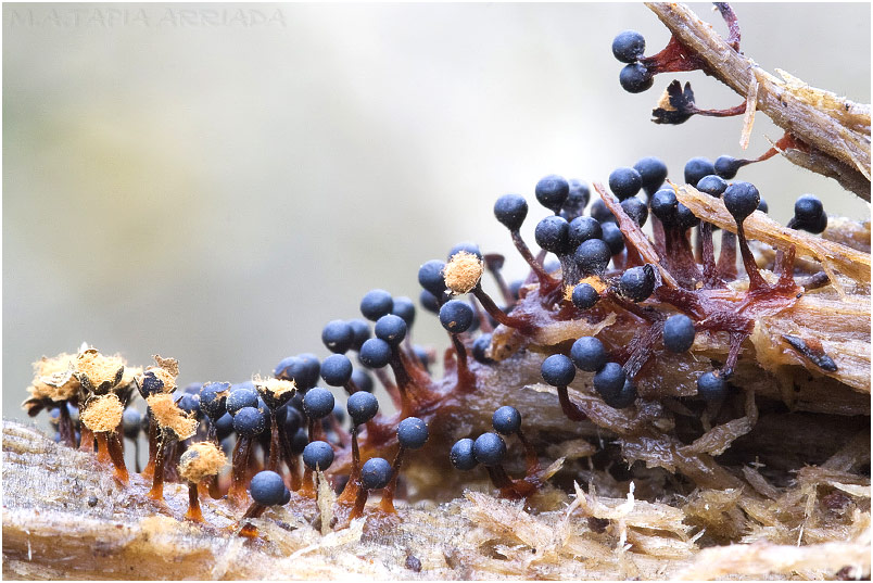 Metatrichia floriformis picture 2