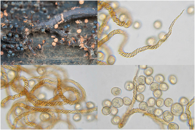 Metatrichia floriformis picture 5