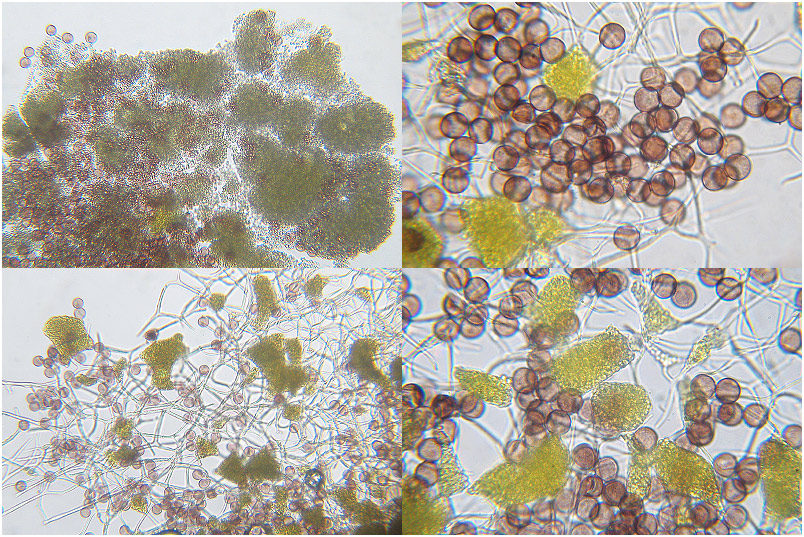 Physarum citrinum picture 5