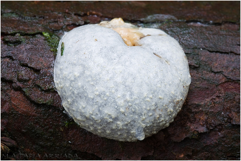 Reticularia lycoperdon photo 1