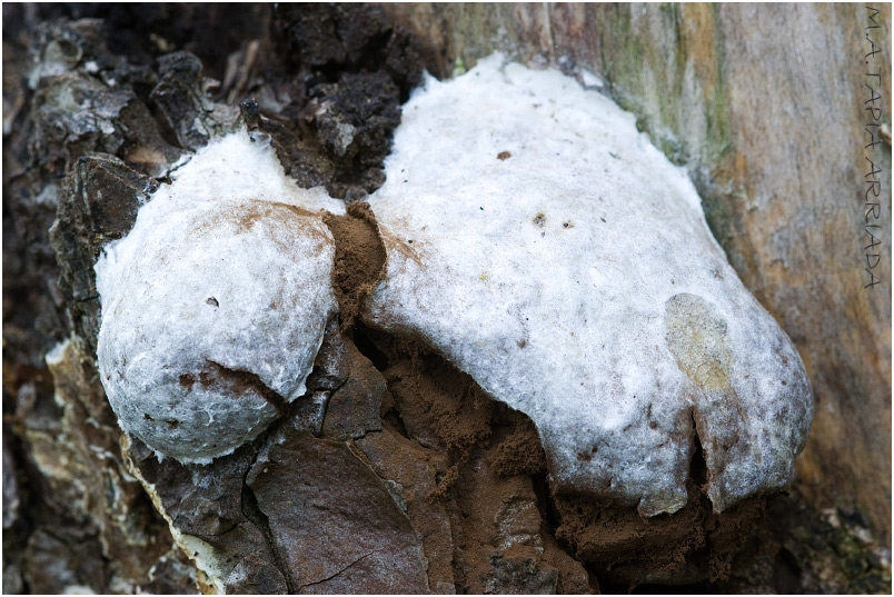 Reticularia lycoperdon photo 3