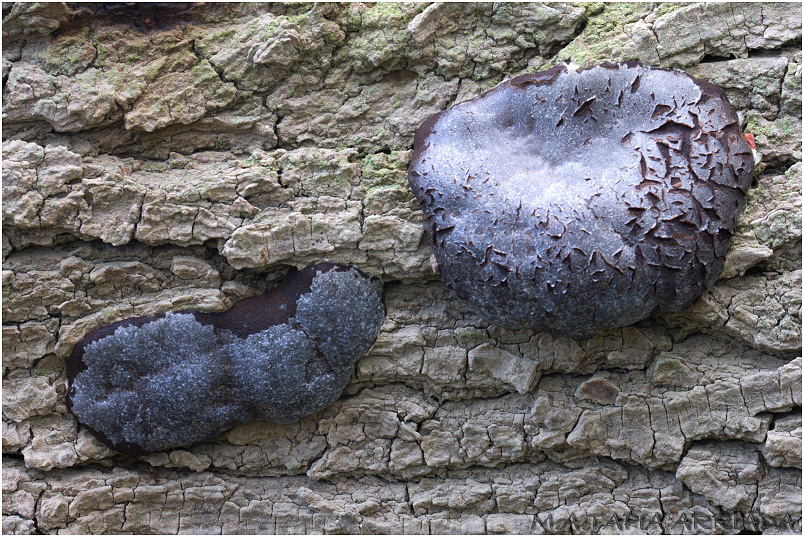 Reticularia lycoperdon photo 5