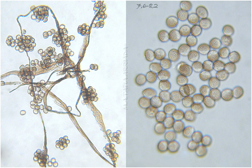 Reticularia lycoperdon photo 6