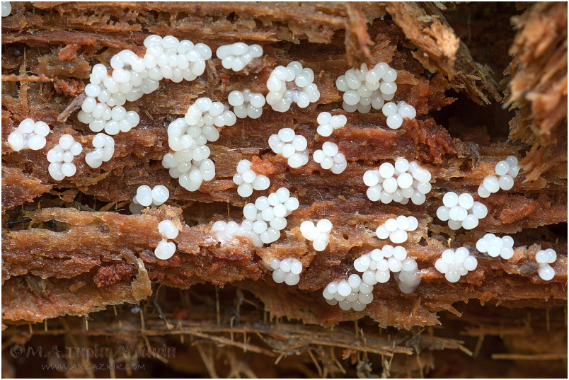 Stemonitopsis gracilis photo 1