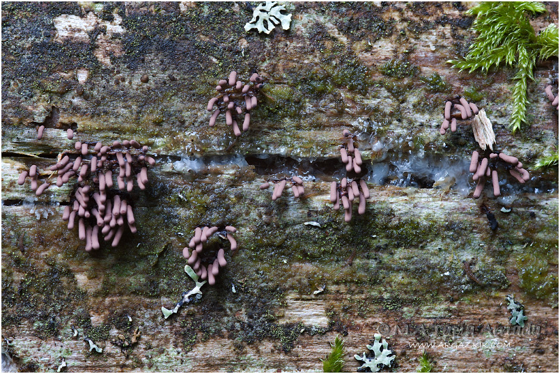 Stemonitopsis gracilis photo 2