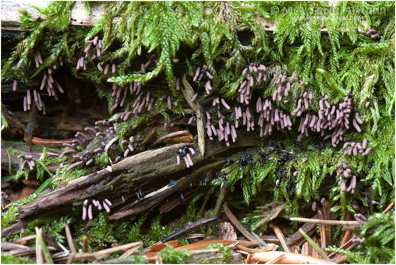 Stemonitopsis gracilis photo 3