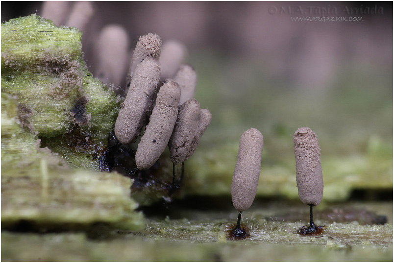 Stemonitopsis gracilis photo 4