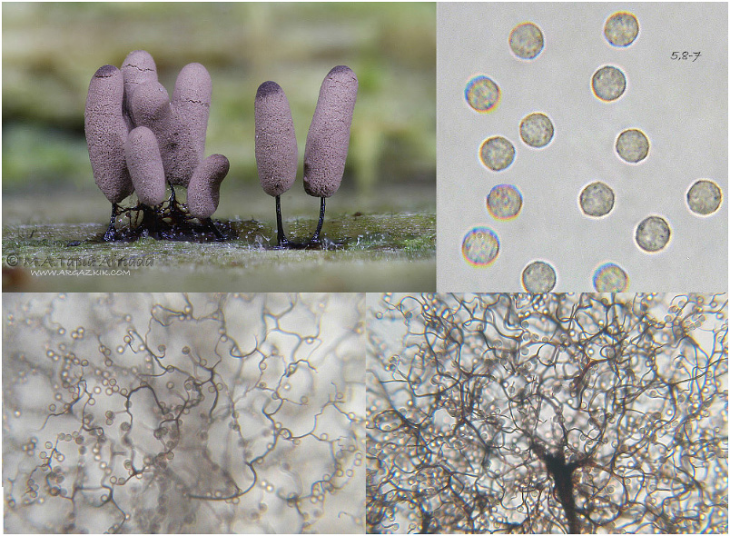 Stemonitopsis gracilis photo 5