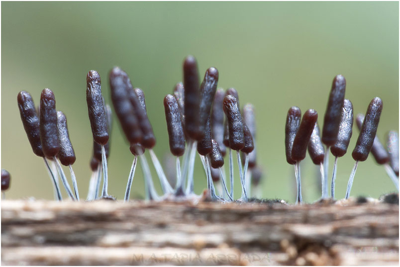 Stemonitopsis typhina photo 3