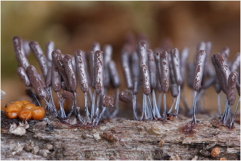 Stemonitopsis typhina photo 4