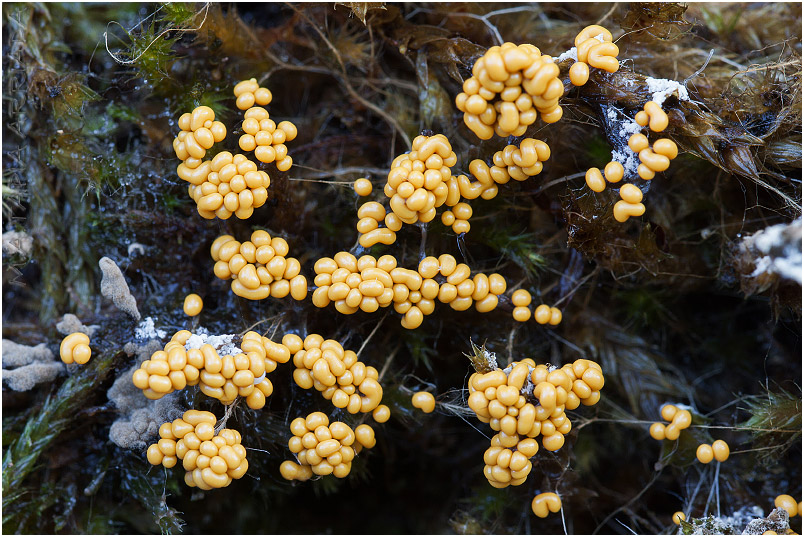 Trichia varia 3 Trichia varia photo 3