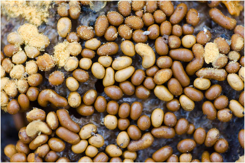 Trichia varia 4 Trichia varia photo 4
