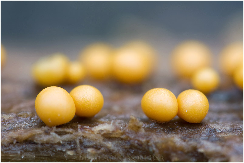 Trichia varia 5 Trichia varia photo 5