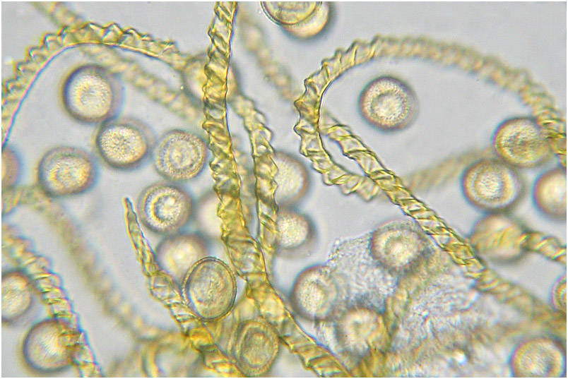Trichia varia 7 Trichia varia photo 7