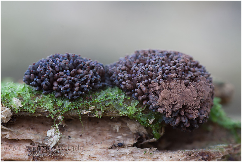 Tubifera ferruginosa photo 2